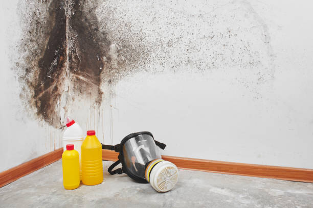 Best Home Mold Removal  in Buda, TX