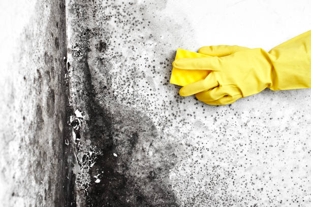 Best Same-Day Mold Removal  in Buda, TX