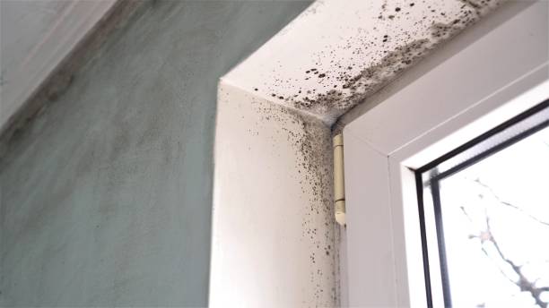 Best Attic Mold Removal  in Buda, TX