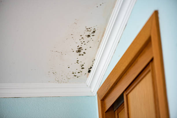 Best Black Mold Removal  in Buda, TX