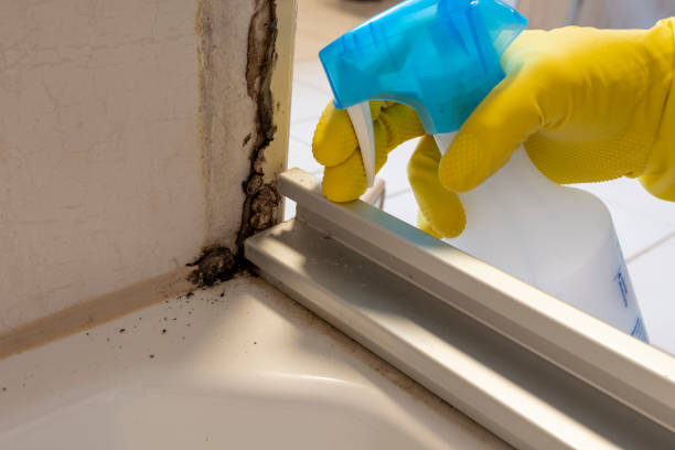 Best Certified Mold Removal  in Buda, TX