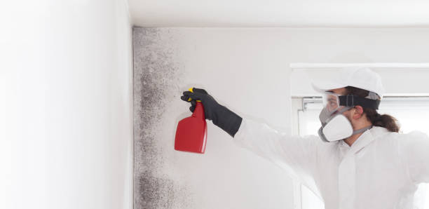 Best Attic Mold Removal  in Buda, TX