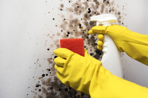 Best Residential Mold Removal  in Buda, TX