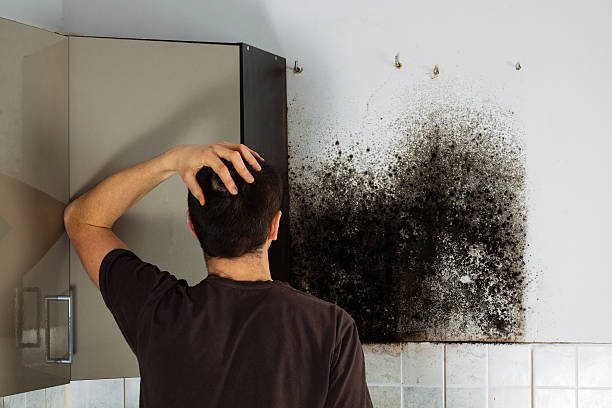 Best Mold Damage Repair  in Buda, TX