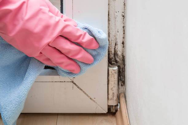 Best Office Mold Removal Services  in Buda, TX