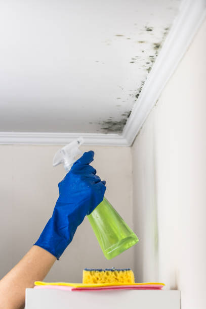 Best Black Mold Removal  in Buda, TX