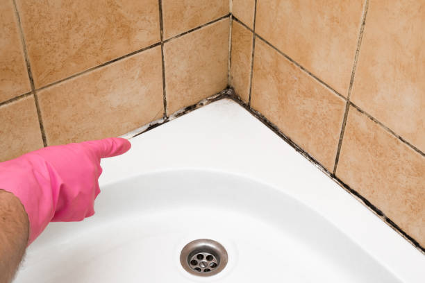 Best Mold Removal Company Near Me  in Buda, TX